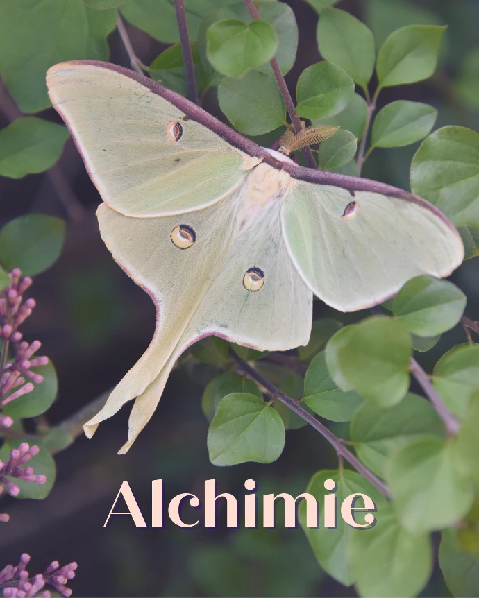 accompagnement alchimie - papilion