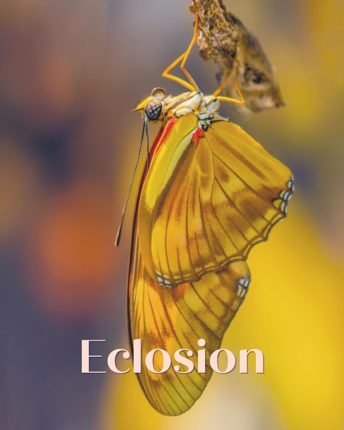 éclosion papillion 