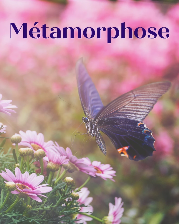 Métamorphose transforationnelles